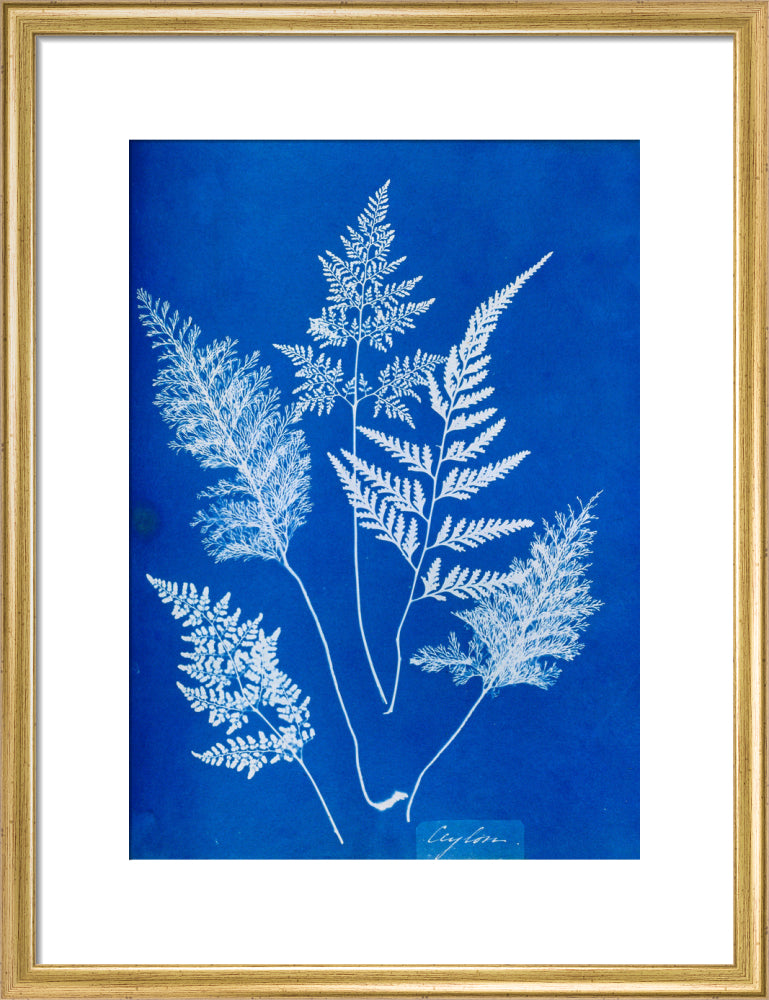 Cyanotype of Ceylonese ferns, 1853. art print medium gold Art Print - Science Museum Shop