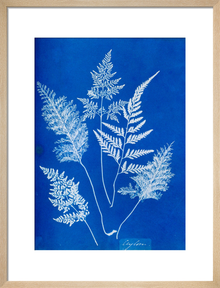 Cyanotype of Ceylonese ferns, 1853. art print medium natural Art Print - Science Museum Shop