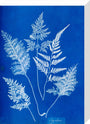 Cyanotype of Ceylonese ferns, 1853. stretched canvas medium none Art Print - Science Museum Shop