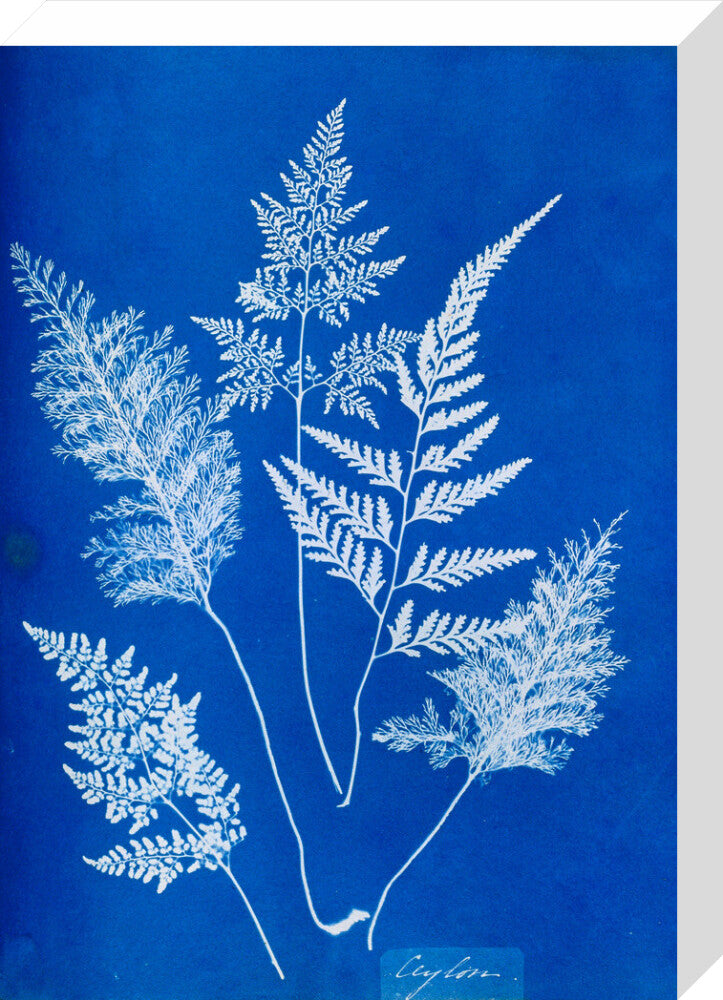 Cyanotype of Ceylonese ferns, 1853. stretched canvas medium none Art Print - Science Museum Shop