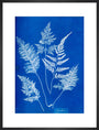 Cyanotype of Ceylonese ferns, 1853. art print large black Art Print - Science Museum Shop