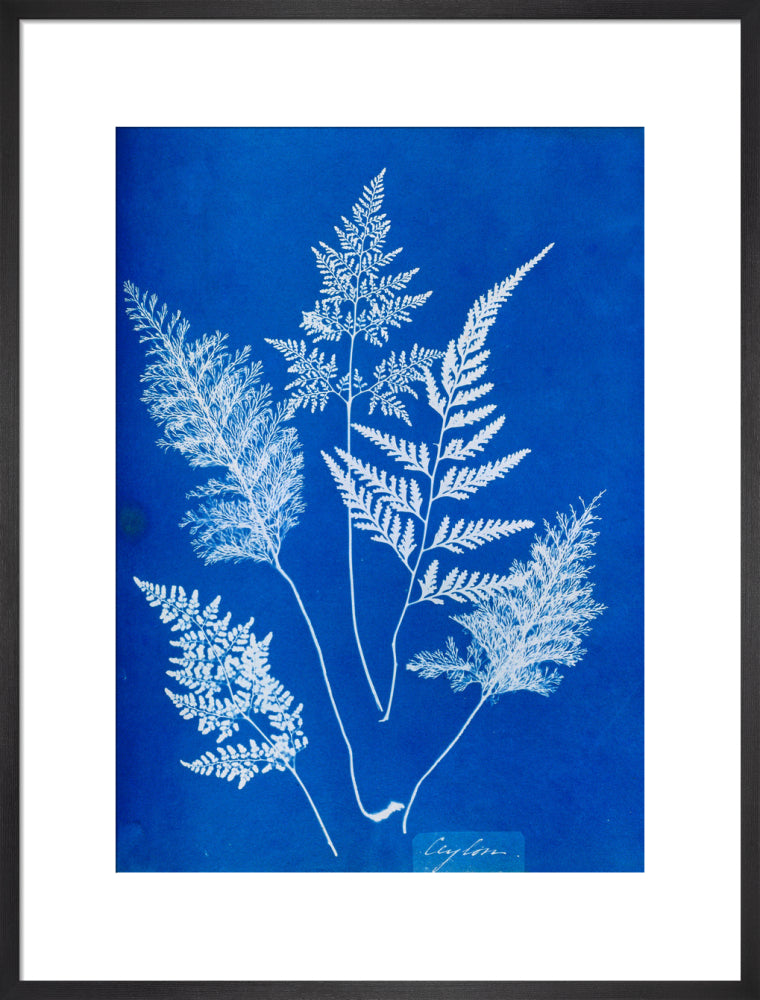 Cyanotype of Ceylonese ferns, 1853. art print large black Art Print - Science Museum Shop