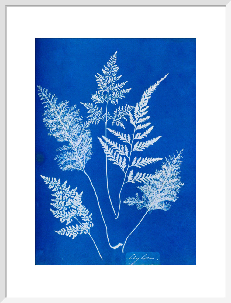 Cyanotype of Ceylonese ferns, 1853. art print large white Art Print - Science Museum Shop