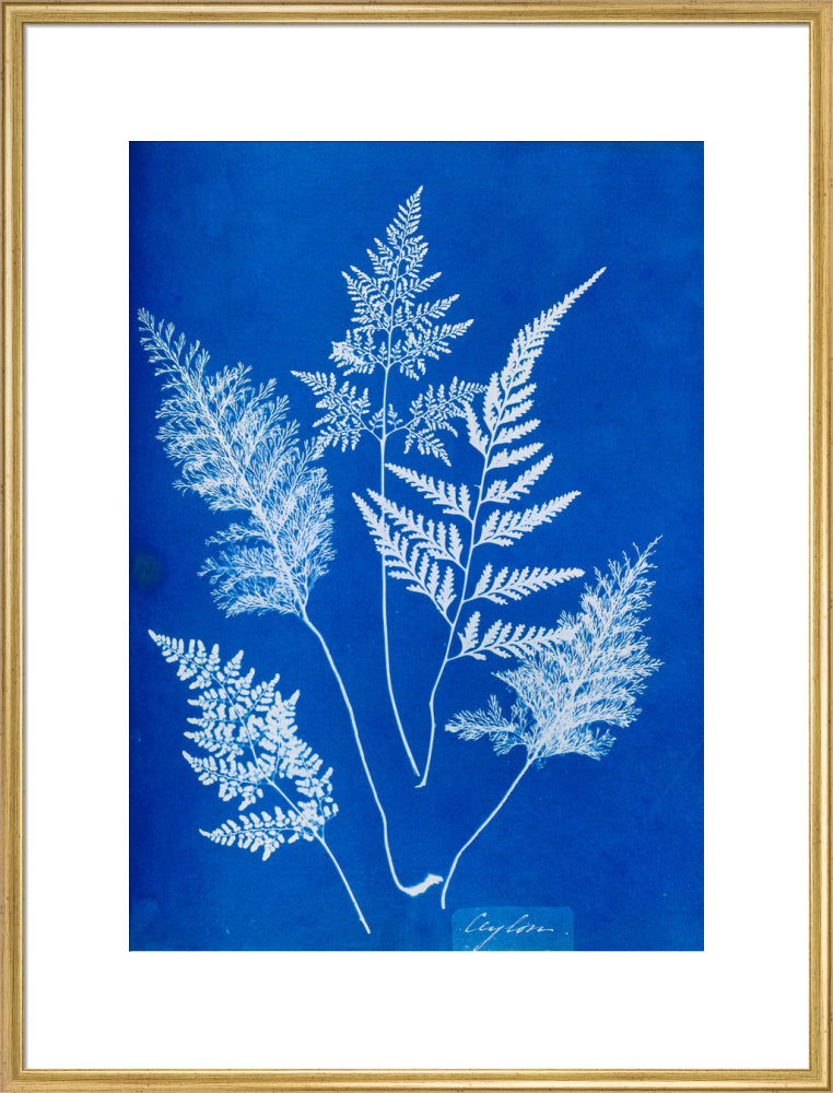 Cyanotype of Ceylonese ferns, 1853. art print extra large gold Art Print - Science Museum Shop