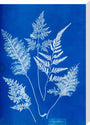 Cyanotype of Ceylonese ferns, 1853. stretched canvas large none Art Print - Science Museum Shop