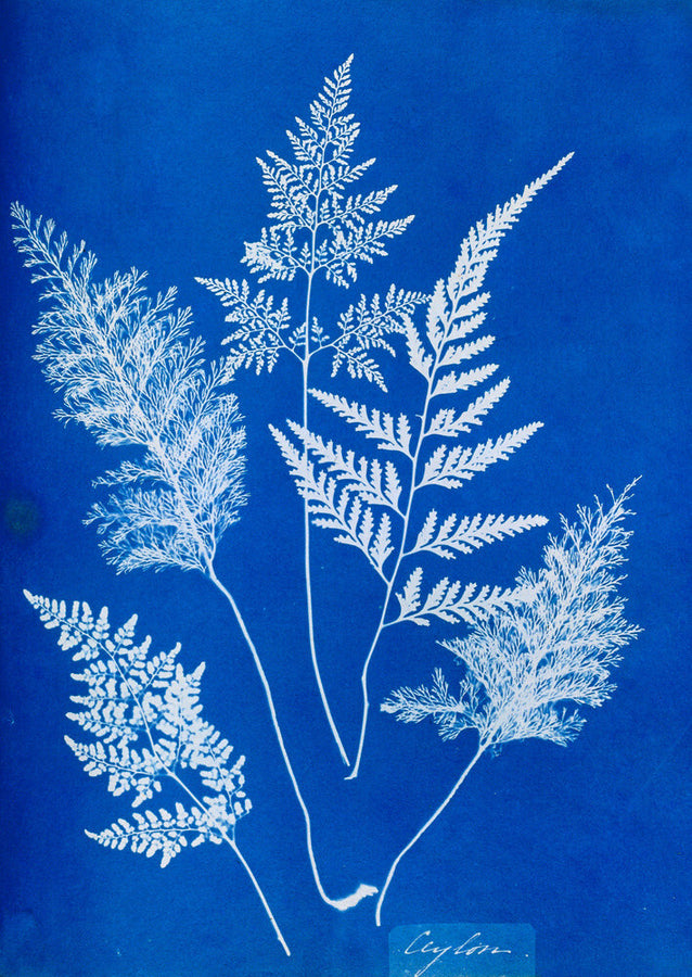 Cyanotype of Ceylonese ferns, 1853. Art Print - Science Museum Shop