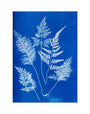 Cyanotype of Ceylonese ferns, 1853. art print extra small none Art Print - Science Museum Shop