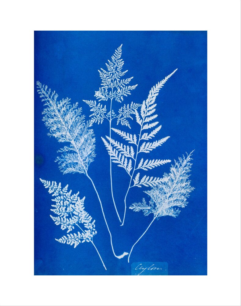 Cyanotype of Ceylonese ferns, 1853. art print extra small none Art Print - Science Museum Shop