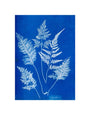Cyanotype of Ceylonese ferns, 1853. unstretched canvas small none Art Print - Science Museum Shop