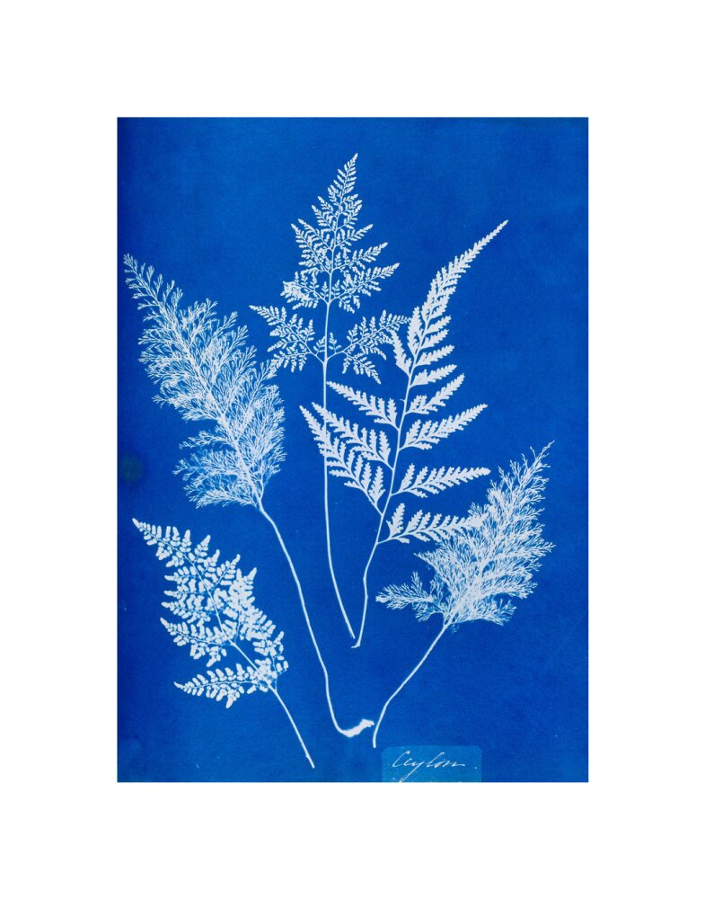 Cyanotype of Ceylonese ferns, 1853. unstretched canvas small none Art Print - Science Museum Shop