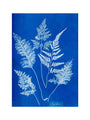 Cyanotype of Ceylonese ferns, 1853. art print medium none Art Print - Science Museum Shop