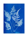 Cyanotype of Ceylonese ferns, 1853. unstretched canvas medium none Art Print - Science Museum Shop