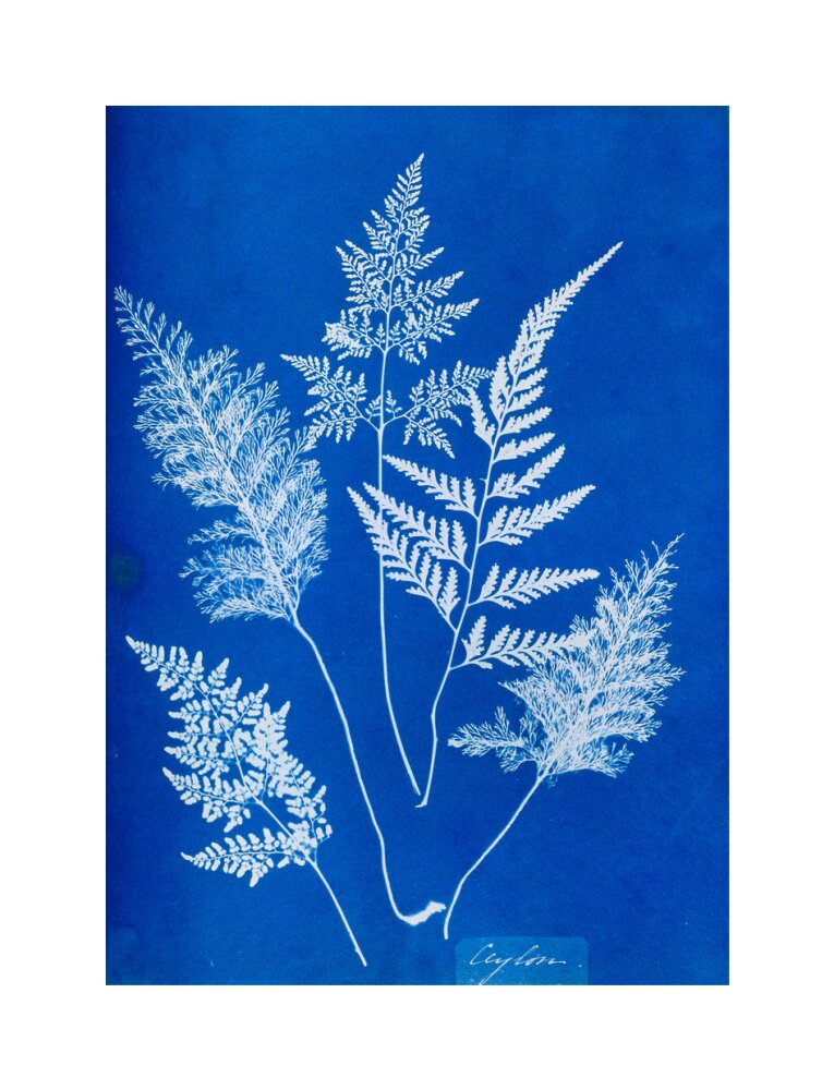 Cyanotype of Ceylonese ferns, 1853. unstretched canvas medium none Art Print - Science Museum Shop