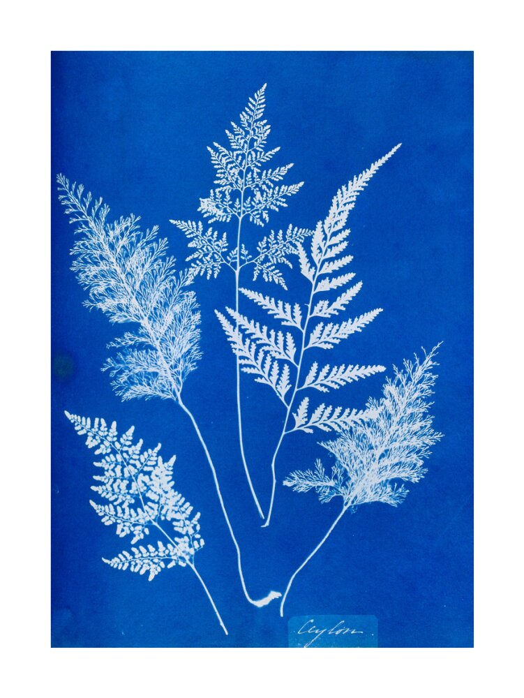 Cyanotype of Ceylonese ferns, 1853. unstretched canvas large none Art Print - Science Museum Shop