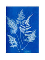 Cyanotype of Ceylonese ferns, 1853. art print extra large none Art Print - Science Museum Shop