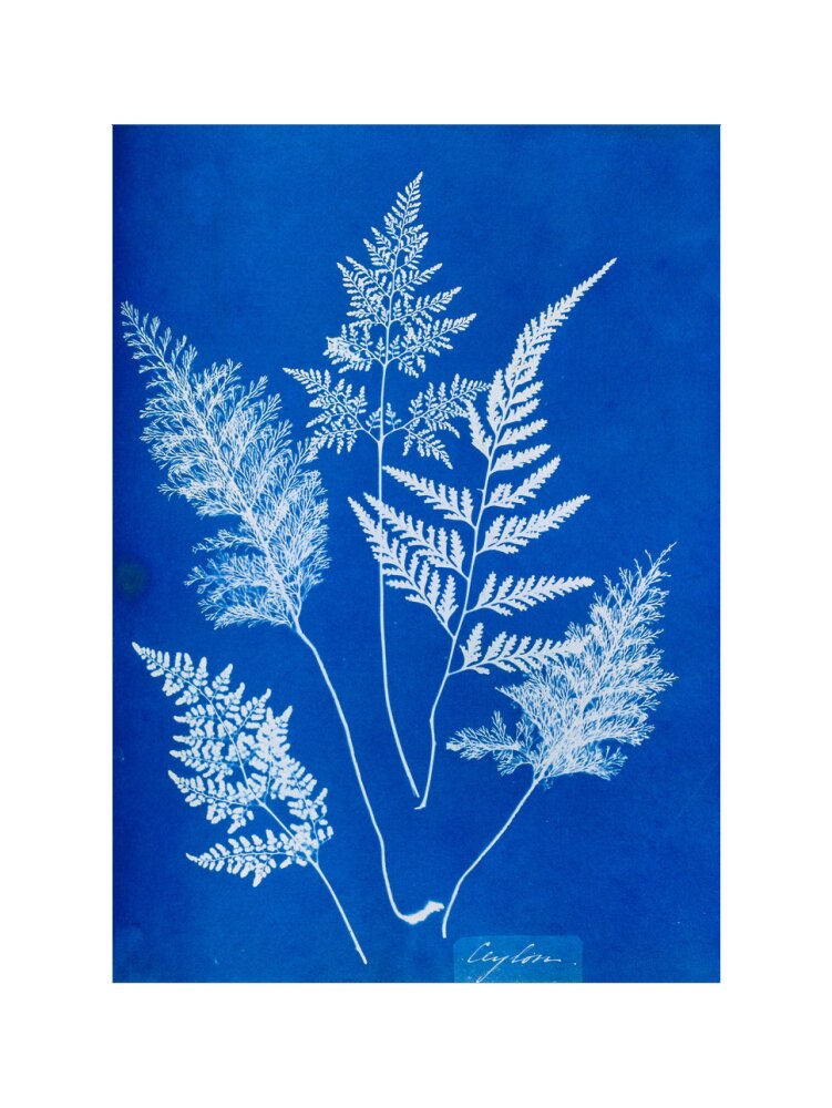 Cyanotype of Ceylonese ferns, 1853. art print extra large none Art Print - Science Museum Shop