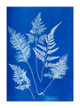 Cyanotype of Ceylonese ferns, 1853. unstretched canvas extra large none Art Print - Science Museum Shop