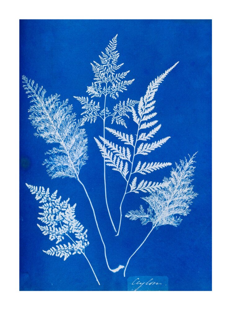 Cyanotype of Ceylonese ferns, 1853. unstretched canvas extra large none Art Print - Science Museum Shop