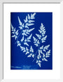 Cyanotype of a fern from the Chatsworth Conservatory, 1853. art print small white Art Print - Science Museum Shop