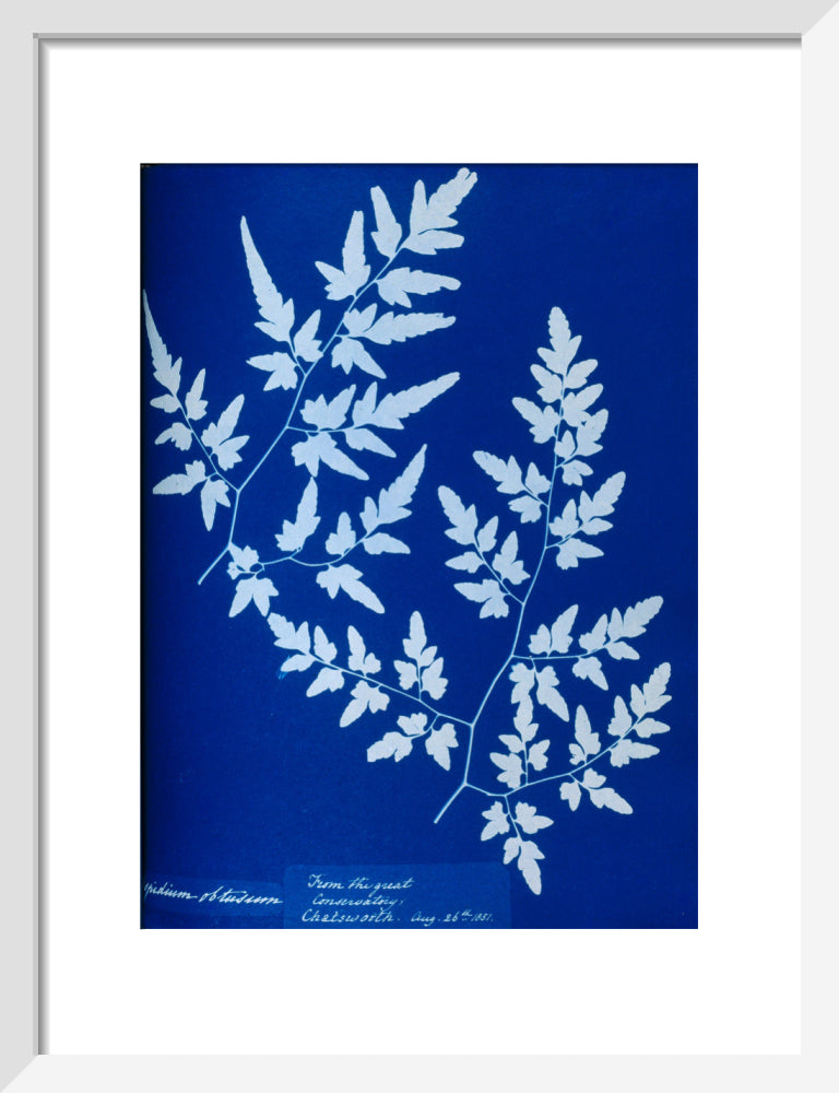 Cyanotype of a fern from the Chatsworth Conservatory, 1853. | Science ...