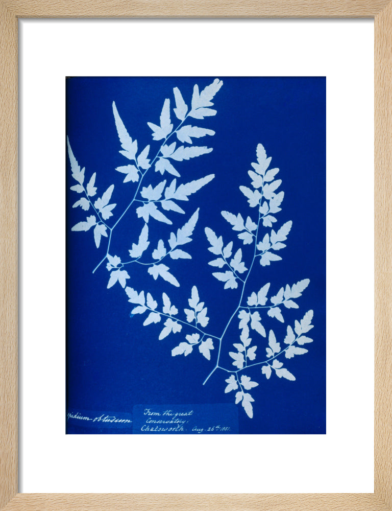 Cyanotype of a fern from the Chatsworth Conservatory, 1853. | Science ...