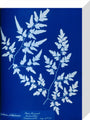 Cyanotype of a fern from the Chatsworth Conservatory, 1853. stretched canvas small none Art Print - Science Museum Shop