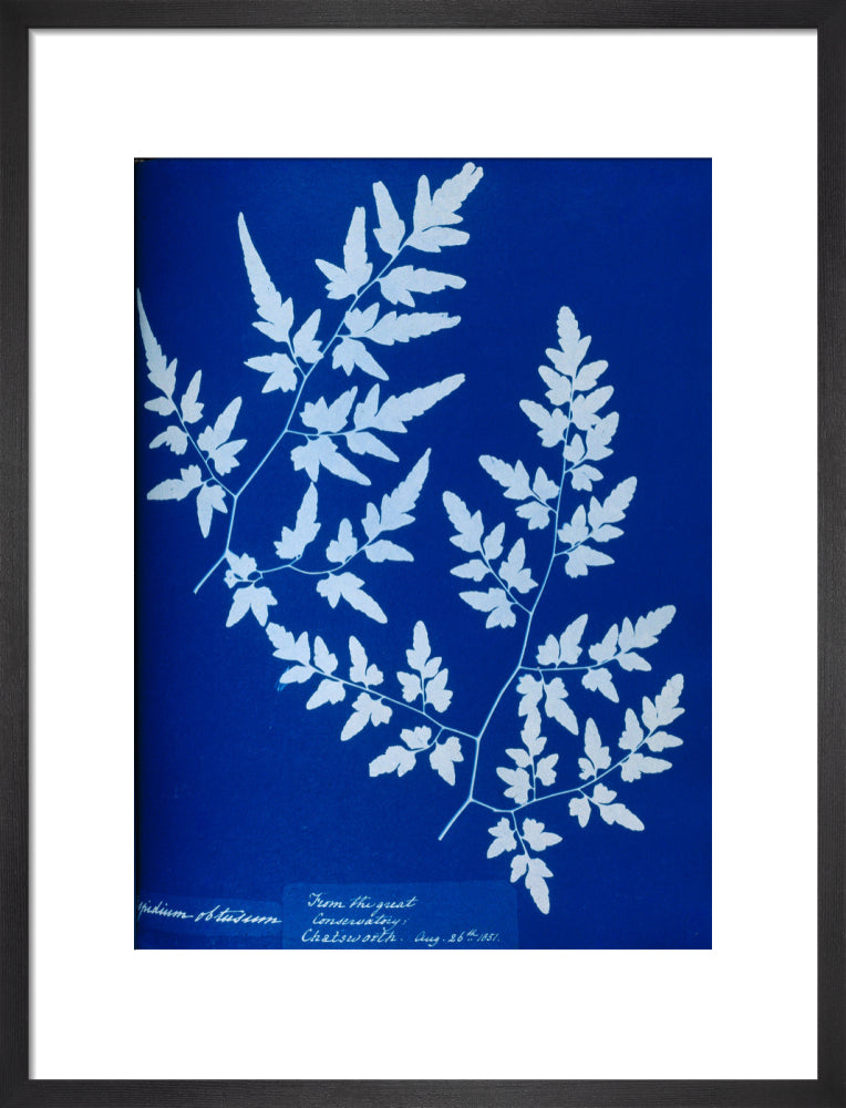 Cyanotype of a fern from the Chatsworth Conservatory, 1853. | Science ...