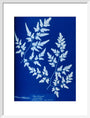Cyanotype of a fern from the Chatsworth Conservatory, 1853. art print medium white Art Print - Science Museum Shop
