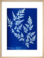 Cyanotype of a fern from the Chatsworth Conservatory, 1853. art print medium natural Art Print - Science Museum Shop