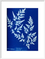 Cyanotype of a fern from the Chatsworth Conservatory, 1853. art print large white Art Print - Science Museum Shop