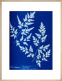Cyanotype of a fern from the Chatsworth Conservatory, 1853. art print large natural Art Print - Science Museum Shop