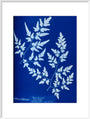 Cyanotype of a fern from the Chatsworth Conservatory, 1853. art print extra large white Art Print - Science Museum Shop