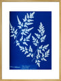 Cyanotype of a fern from the Chatsworth Conservatory, 1853. art print extra large gold Art Print - Science Museum Shop