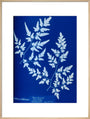 Cyanotype of a fern from the Chatsworth Conservatory, 1853. art print extra large natural Art Print - Science Museum Shop