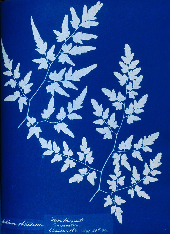 Cyanotype of a fern from the Chatsworth Conservatory, 1853. Art Print - Science Museum Shop