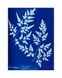 Cyanotype of a fern from the Chatsworth Conservatory, 1853. art print extra small none Art Print - Science Museum Shop