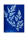 Cyanotype of a fern from the Chatsworth Conservatory, 1853. art print medium none Art Print - Science Museum Shop