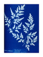 Cyanotype of a fern from the Chatsworth Conservatory, 1853. unstretched canvas large none Art Print - Science Museum Shop