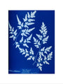 Cyanotype of a fern from the Chatsworth Conservatory, 1853. art print extra large none Art Print - Science Museum Shop