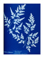 Cyanotype of a fern from the Chatsworth Conservatory, 1853. unstretched canvas extra large none Art Print - Science Museum Shop