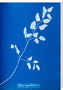 Cyanotype of Pteris sagittaria, 1853. stretched canvas extra large none Art Print - Science Museum Shop