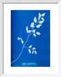 Cyanotype of Pteris sagittaria, 1853. art print extra small white Art Print - Science Museum Shop