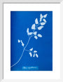Cyanotype of Pteris sagittaria, 1853. art print small white Art Print - Science Museum Shop