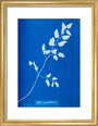 Cyanotype of Pteris sagittaria, 1853. art print small gold Art Print - Science Museum Shop