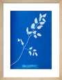 Cyanotype of Pteris sagittaria, 1853. art print small natural Art Print - Science Museum Shop