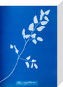 Cyanotype of Pteris sagittaria, 1853. stretched canvas small none Art Print - Science Museum Shop
