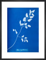 Cyanotype of Pteris sagittaria, 1853. art print medium black Art Print - Science Museum Shop