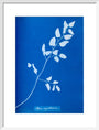 Cyanotype of Pteris sagittaria, 1853. art print medium white Art Print - Science Museum Shop
