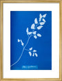 Cyanotype of Pteris sagittaria, 1853. art print medium gold Art Print - Science Museum Shop
