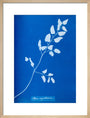 Cyanotype of Pteris sagittaria, 1853. art print medium natural Art Print - Science Museum Shop